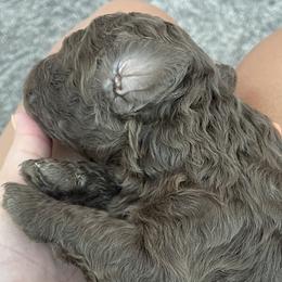 Girl 2 - Double Doodle puppy in Gilbert, Arizona from Emmie’s Doodle Pups