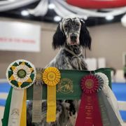 Unice - English Setter