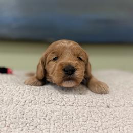 Pink collar, girl - Apricot female Goldendoodle puppy in Dupont, Washington from Willow Tree Doodles