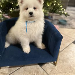 Teal - White female Samoyed puppy in Paulden, Arizona from Carefree Samoyeds & Deserthills Labradors