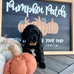 Cash - Black male Cockapoo puppy in Preston, Idaho from Shaffer Top Notch Puppies