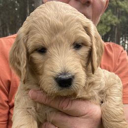 Girl 3 - Goldendoodle puppy in Plantersville, Texas from PA Farm