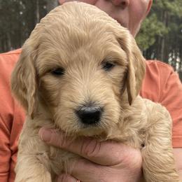 Girl 3 - Goldendoodle puppy in Plantersville, Texas from PA Farm