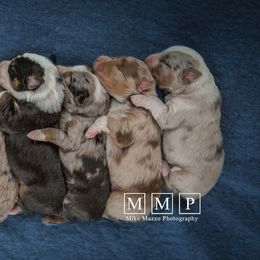 Australian Shepherd Puppies from Rockin Rafter L Aussies
