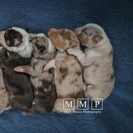 Australian Shepherd Puppies from Rockin Rafter L Aussies