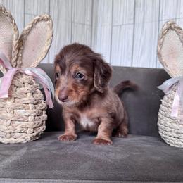 Buster - Dapple male Dachshund puppy in North Auburn, California from Northern Doxie
