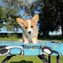 Boy 1 - Red male Pembroke Welsh Corgi puppy in Waverly, Iowa from Kindred Corgis