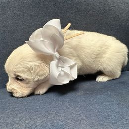 Miss White - Light golden female Golden Retriever puppy in Denton, Texas from Farley Goldens