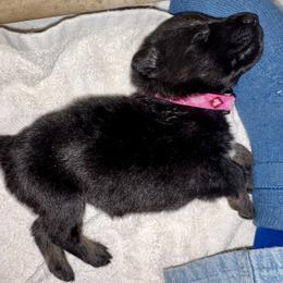 Fuschia Girl - Black and red female German Shepherd puppy in Rolesville, North Carolina from Ransomshire Shepherds