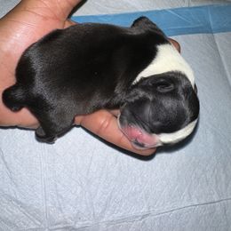 Toni - Black and white female Boston Terrier puppy in Atlanta, Georgia from Dismond BT Farm