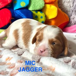 Mic Jagger - Blenheim male Cavalier King Charles Spaniel puppy in Bluffton, South Carolina from Fiddlers Green Cavaliers