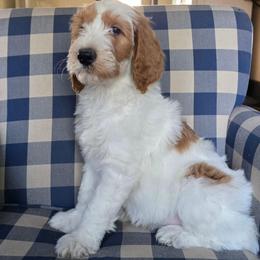 Connor - Parti male Labradoodle puppy in Galt, Missouri from Only Doodles!