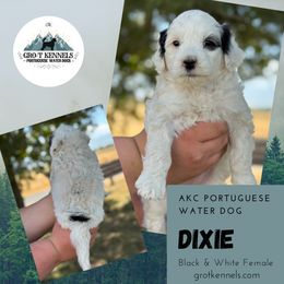 Dixie - Black and white female Portuguese Water Dog puppy in Weston, Idaho from Gro-T Kennels