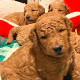 Pugsley - Green collar - Red  male Goldendoodle puppy in Puyallup, Washington from Dawnie’s Doodles