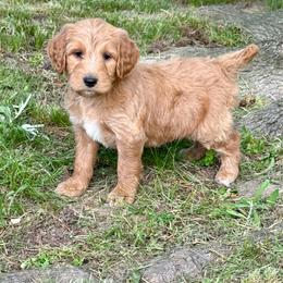 Daphne - Red  female Goldendoodle puppy in Charleston, Arkansas from Lazy S Aussies
