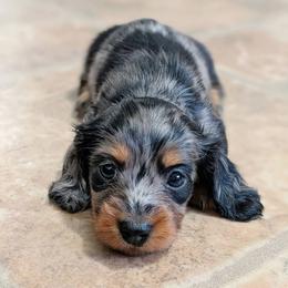 Mika - Dapple female Dachshund puppy in Danbury, New Hampshire from Maplewood Mountain Farm