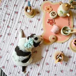Tea Party (mint) - Parti female Goldendoodle puppy in Platteville, Wisconsin from Beck Kennel