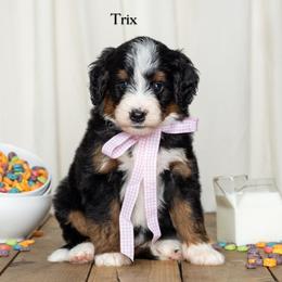 Trix - Tri-color female Bernedoodle puppy in St Joe, Indiana from Pawsh Bernedoodles