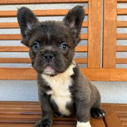 Marshall - Blue male French Bulldog puppy in San Leandro, California from City of Frenchies
