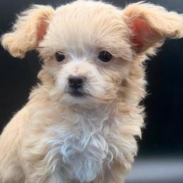 Timon - Cream male Maltipoo puppy in Georgia/Florida, Florida from Fiesta Pups