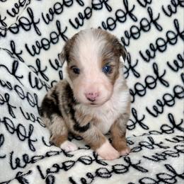 Benedict - Blue merle male Australian Shepherd puppy in Blomkest, Minnesota from Meljestic Farms