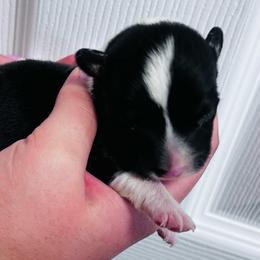 Chance - Black and white male Cardigan Welsh Corgi puppy in Kerens, West Virginia from Leather & Lace