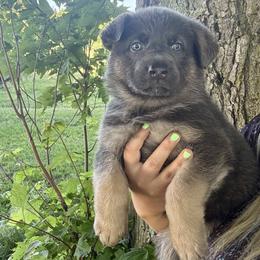 Olivia - Blue female German Shepherd puppy in Watervliet, Michigan from M&M Shepherd Farms