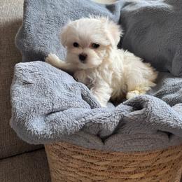 Bubbles - White female Maltese puppy in Dallas, Texas from Dallas Darling Maltese