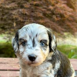 Margarita - Blue merle female Aussiedoodle puppy in Mulino, Oregon from Korbella Farm