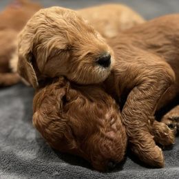 Goldendoodles from Roberts Golden Paws