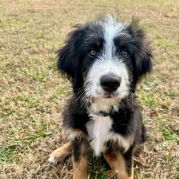 HARVEY harvest - male Australian Mountain Doodle puppy in Taylors, South Carolina from Aspen Mountain Doodles LLC