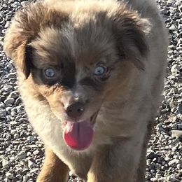 Rosebud - Red merle female Miniature Australian Shepherd puppy in Godley, Texas from Nana and Paws Aussies