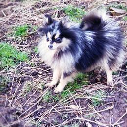Pomeranian Puppies from Pers N Poms