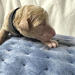 Rhysand - Cream male Labradoodle puppy in Watertown, Tennessee from PawfectBud