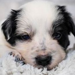 Border Collies from Seven Winds Farm