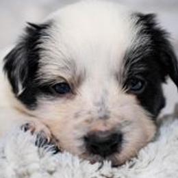 Border Collies from Seven Winds Farm