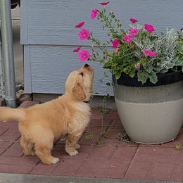 Golden Retriever Puppies from 2 Rivers Goldens