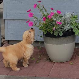 Golden Retriever Puppies from 2 Rivers Goldens