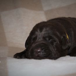 Cream - Chocolate female Labrador Retriever puppy in Camden, Indiana from Camden's Caring Canines