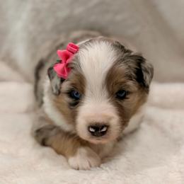 Pink collar - Blue merle female Miniature Australian Shepherd puppy in 32046, Florida from River Hill Ranch