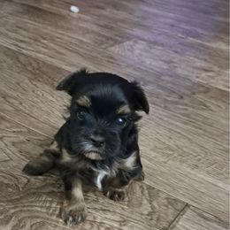 Kelsy - Black and tan female Yorkshire Terrier puppy in Albany, Minnesota from Sandy's Yorkshire Terriers