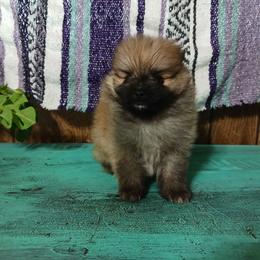 Abu - Blue sable male Pomeranian puppy in Ada, Oklahoma from Once Upon A Fluff