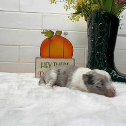 Violet - Blue merle white and tan female Shetland Sheepdog puppy in Zephyrhills, Florida from Highland Shelties & Aussies
