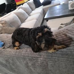 Cavapoo puppies from CaviCajun Kennels