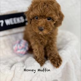 Muffin - Red  female Poodle puppy in Florida from Adorable Toy-Miniature Poodles