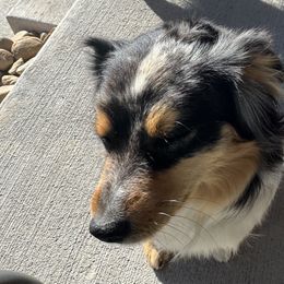 Miniature Australian Shepherds from Evergreen Aussies
