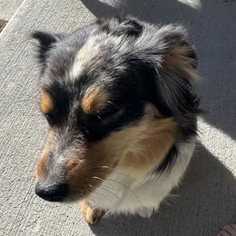 Miniature Australian Shepherds from Evergreen Aussies