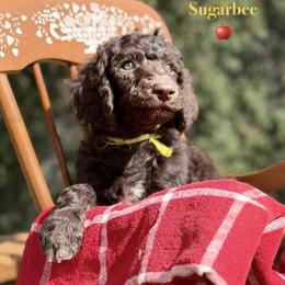 Sugarbee - Brown male Poodle puppy in Julian, California from Above the Pines Poodles
