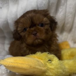 Jonah - Red Shih Tzu puppy in Covington, Georgia from Top Hats 2  Shih Tzu’s