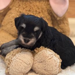 Coco - Black and silver female Miniature Schnauzer puppy in Auburn, Georgia from Very Special Mini Schnauzers